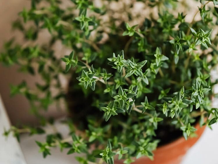 What Does Thyme Taste Like? Essential Herbs Tips 2023