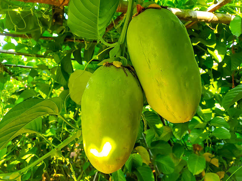 Giant Granadilla