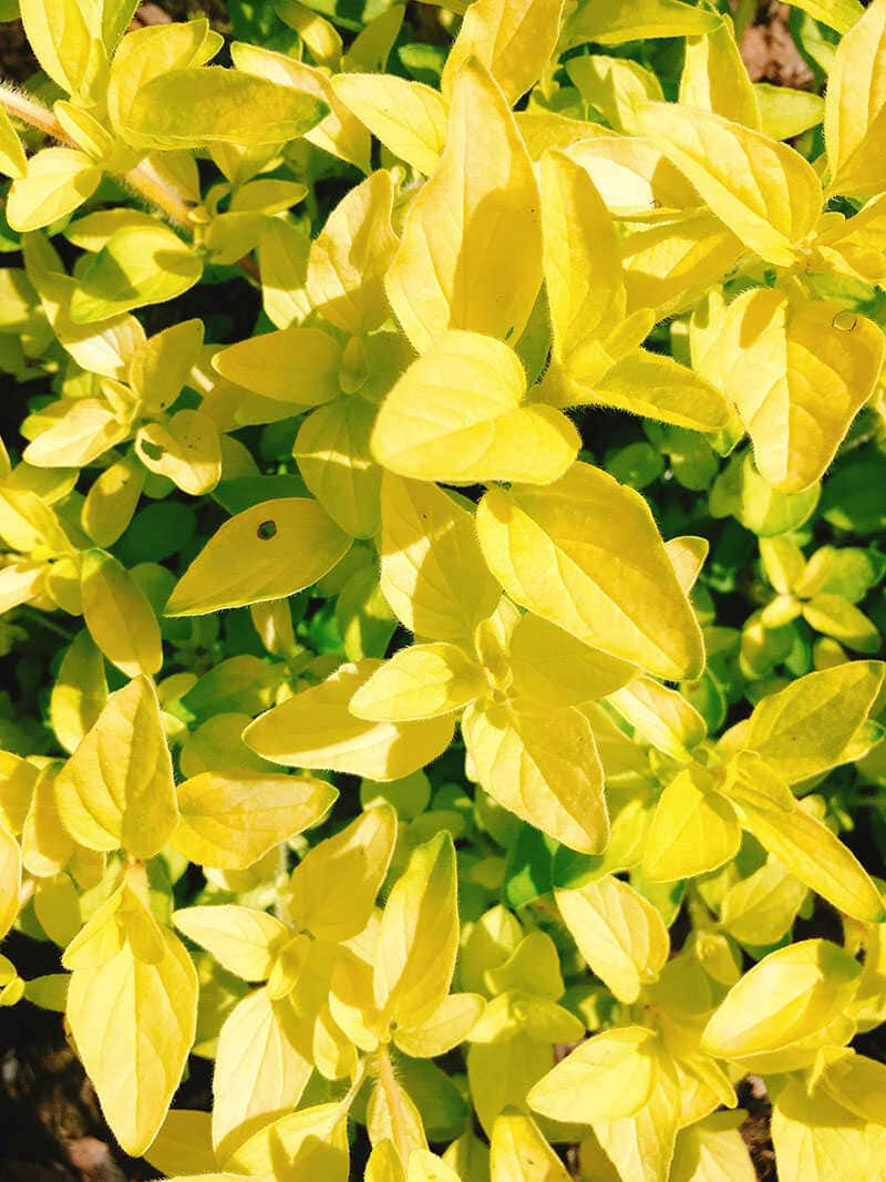 Golden Oregano Garden