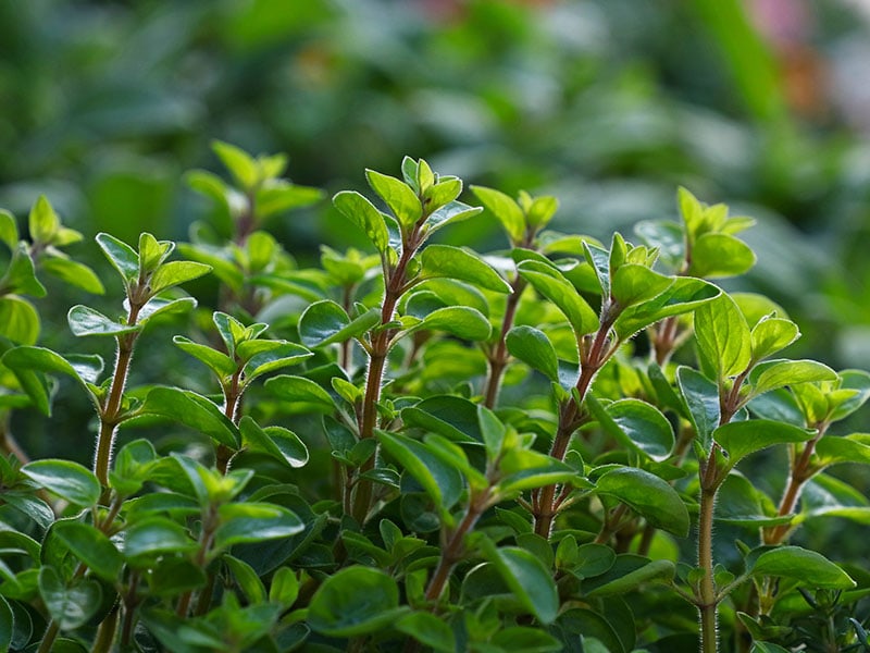 Green Fresh Sweet Marjoram