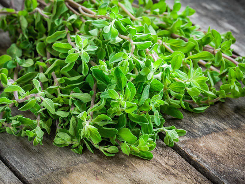 Green Herb Marjoram