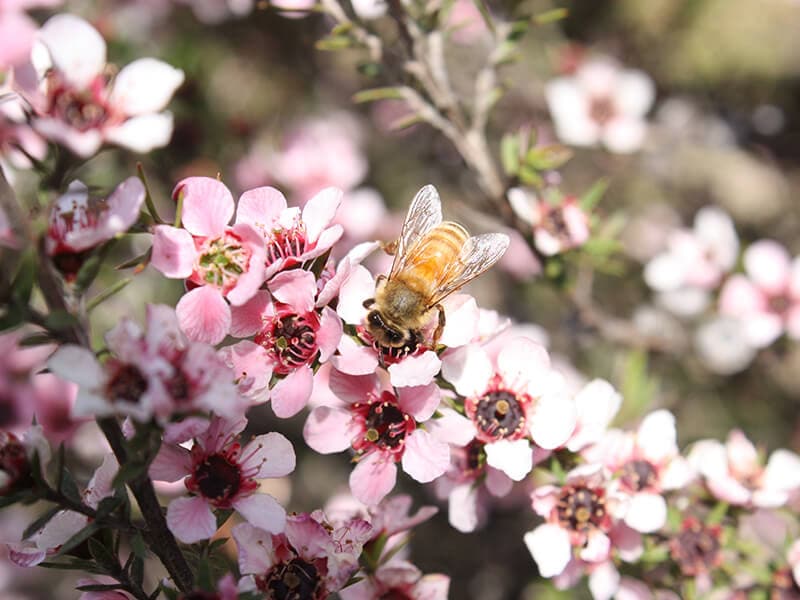 Honey From Manuka Flowers
