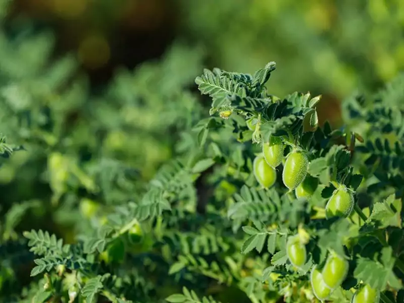 Indian Chickpea Field Agriculture