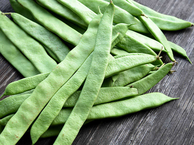 Italian Bush Bean