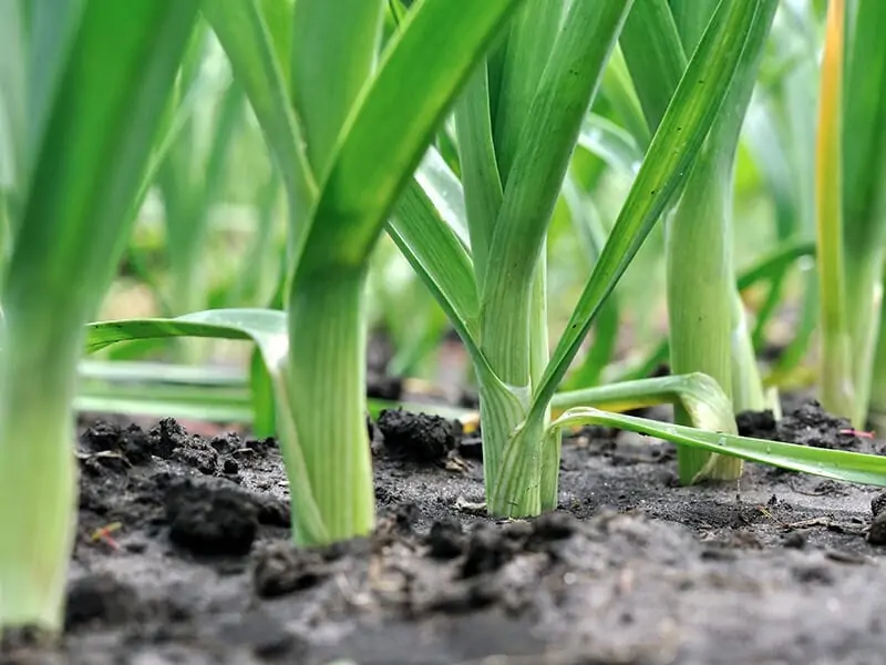 Leek Plantation