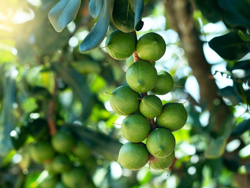 Macadamia Fruit