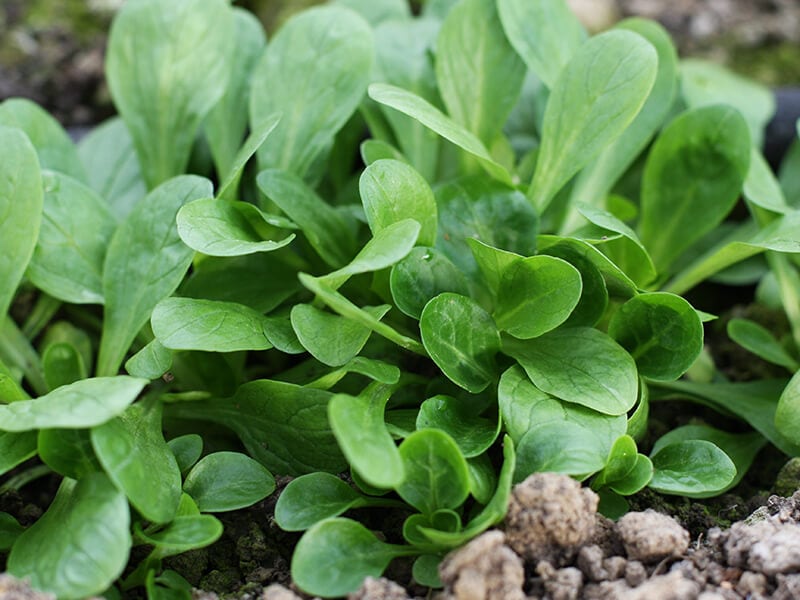 Mache Leaf Vegetable