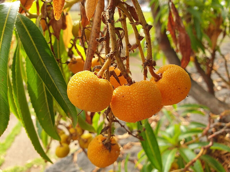 Madrono Fruits