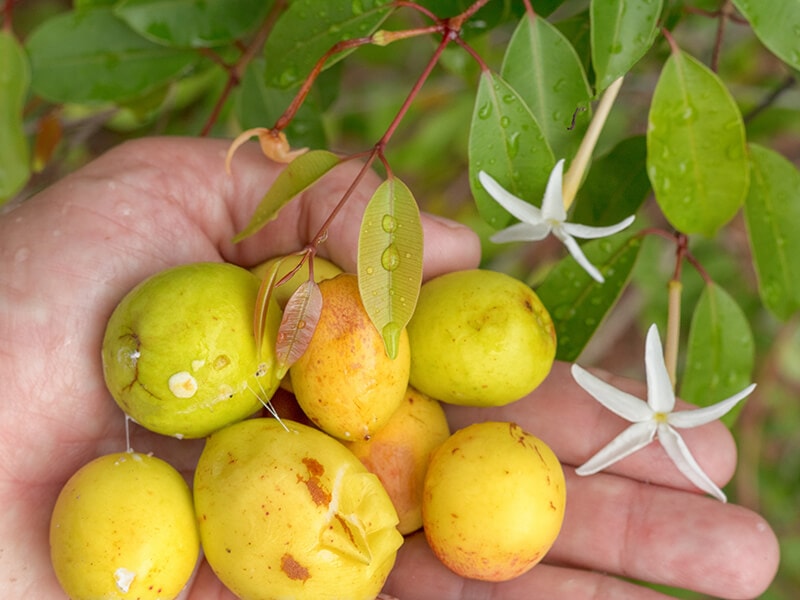 Mangaba Fruit