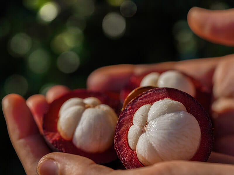 Mangosteen Fruit