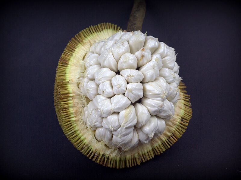 Marang Fruit