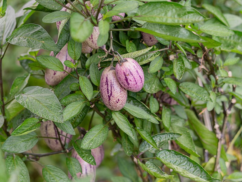 Melon Pear