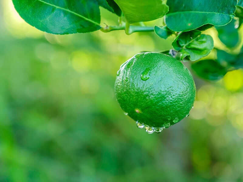 Mexican Lime