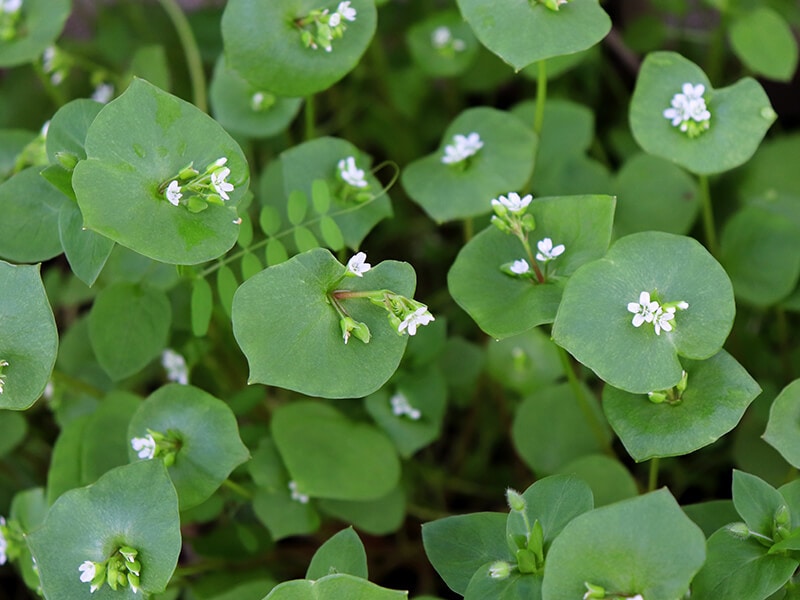 Miner’s Lettuce