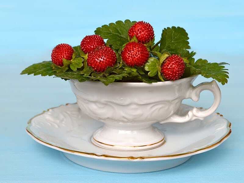 Mock Strawberries