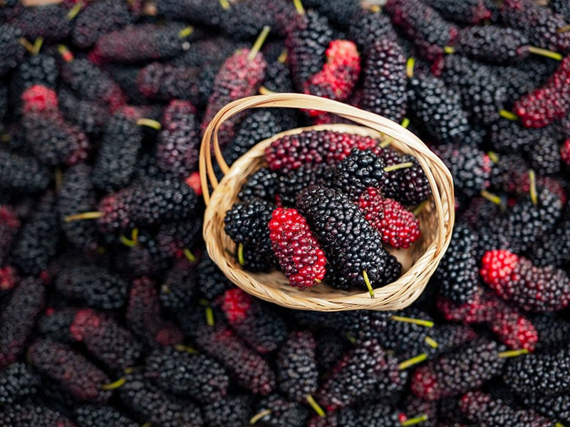 Mulberry Viet Nam Fruit