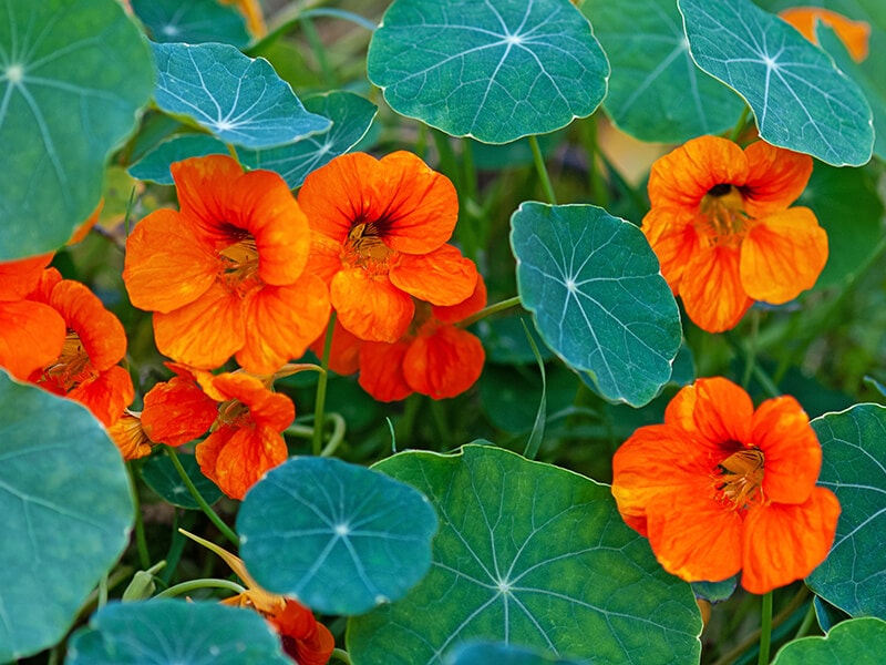 Nasturtium Leaves