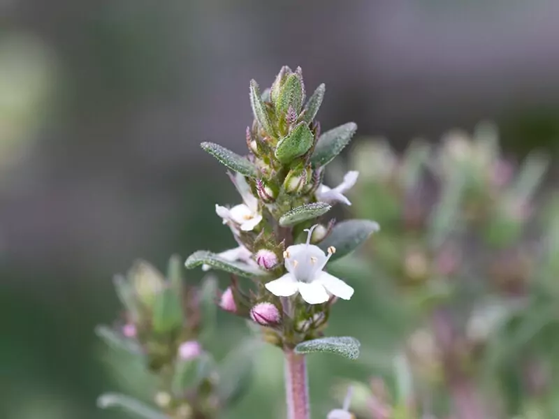 Orange Balsam Thyme