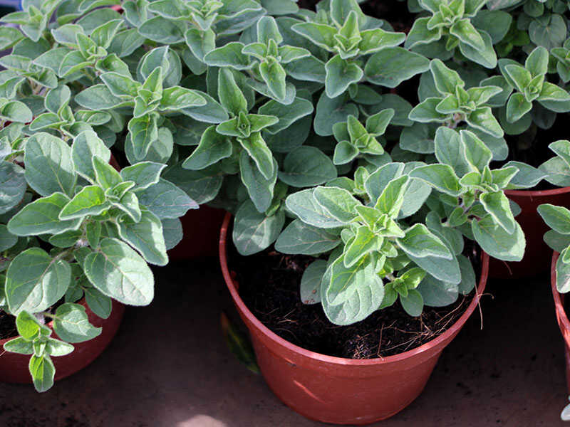 Oregano Seedlings Pots Syrian