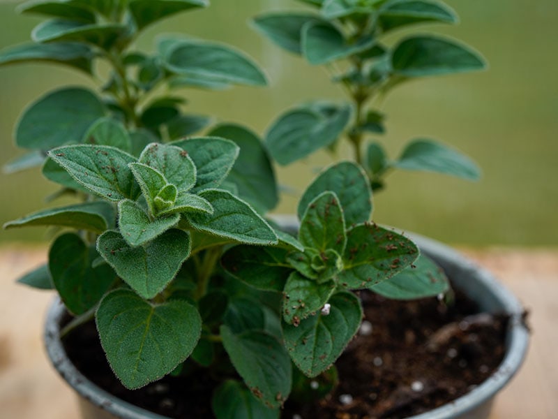 Organic Seasoning Greek