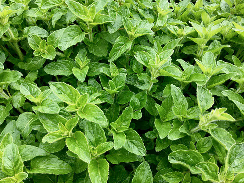 Origanum Vulgare Edible Herb