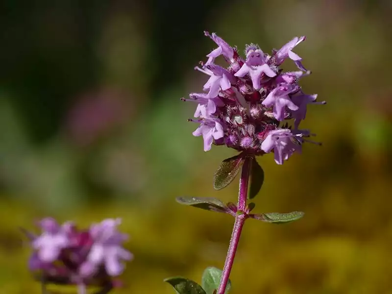 Pennsylvania Dutch Tea Thyme