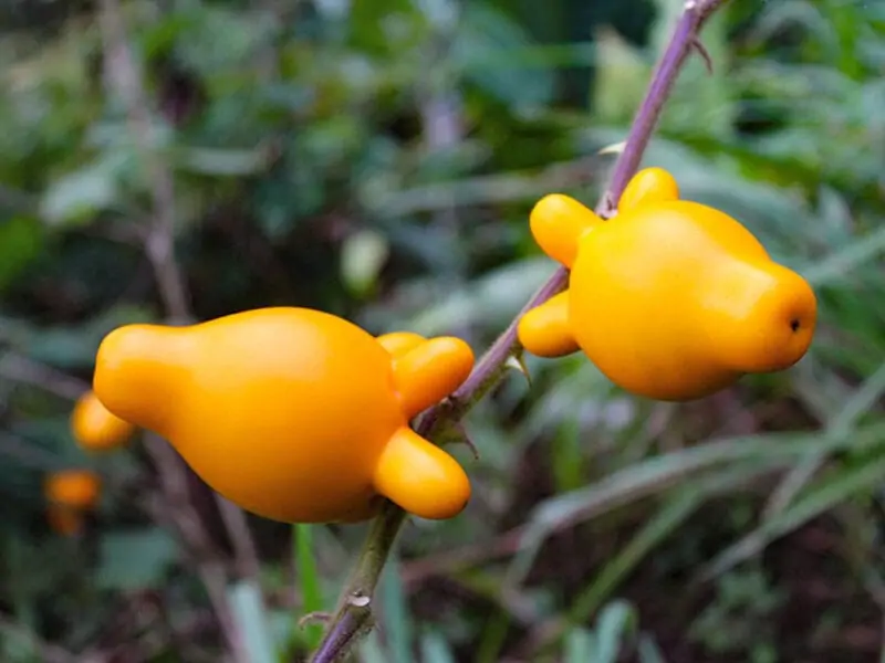 Pigs Ears Nipplefruit