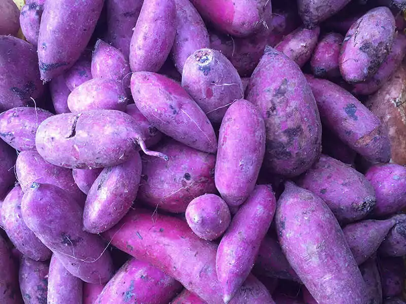 Purple Yam Ube