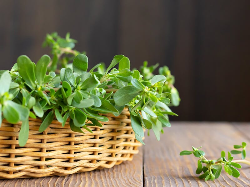 Purslane Vegetable