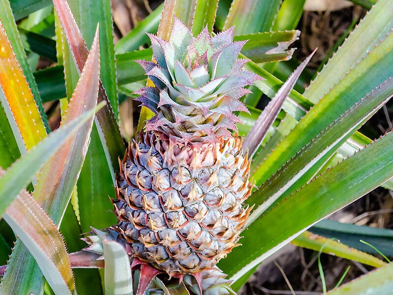 Queen Tahiti Pineapple