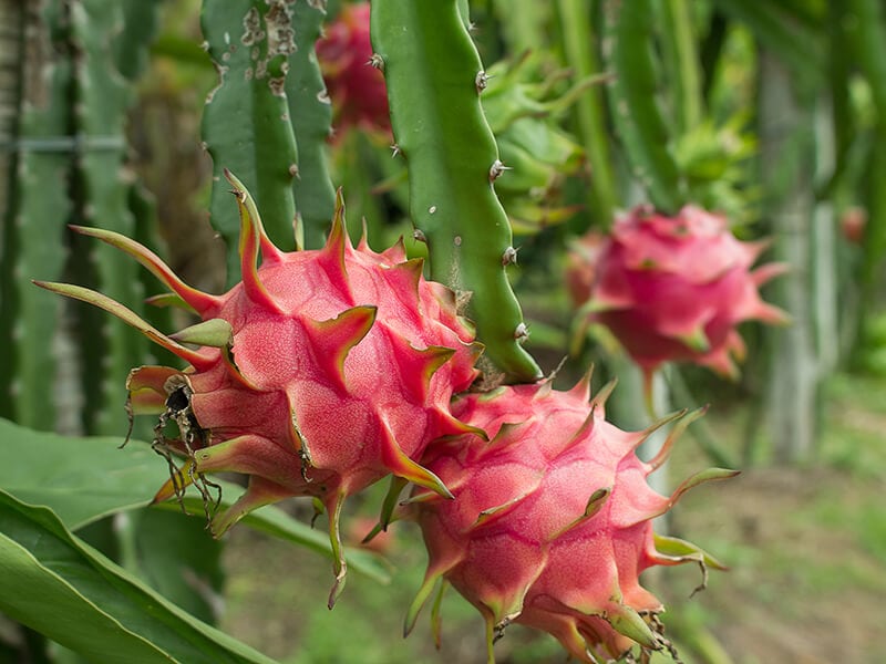 Red Dragon Fruit on Plant