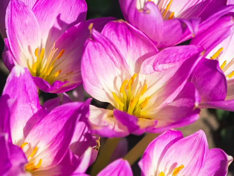 Saffron Flowers