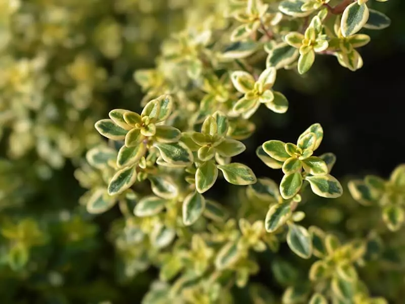 Thyme Lemon Variegated