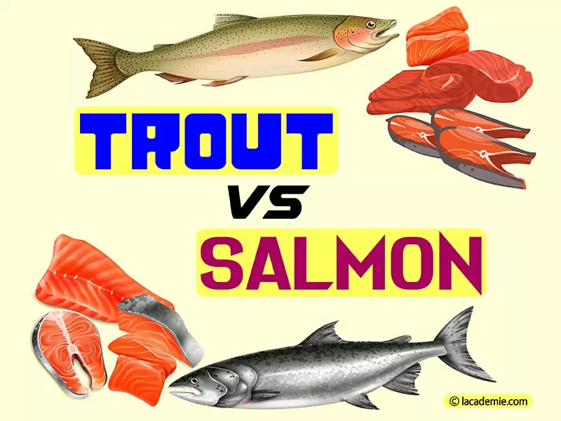 Trout And Salmon