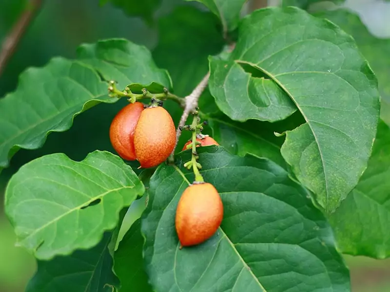 Usuma Fruit