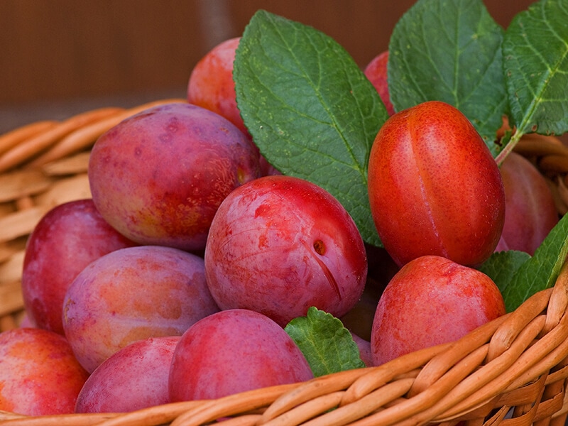 Victoria Plum