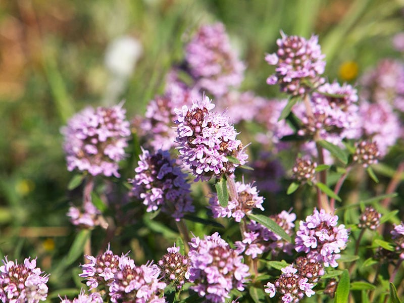 Vulgaris Common Thyme