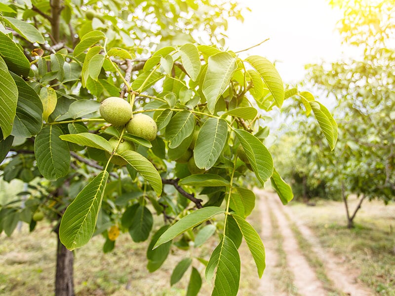 Walnut Tree