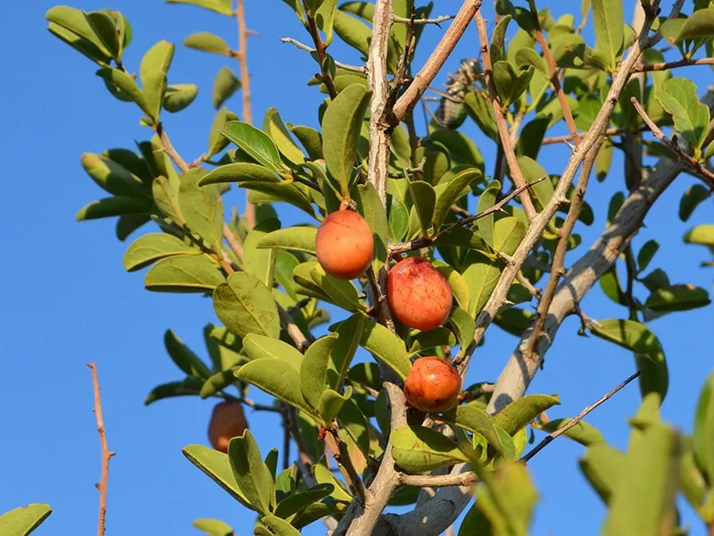 Ximenia Caffra