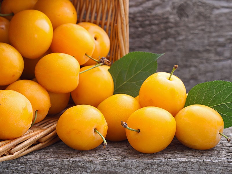 Yellow Plum