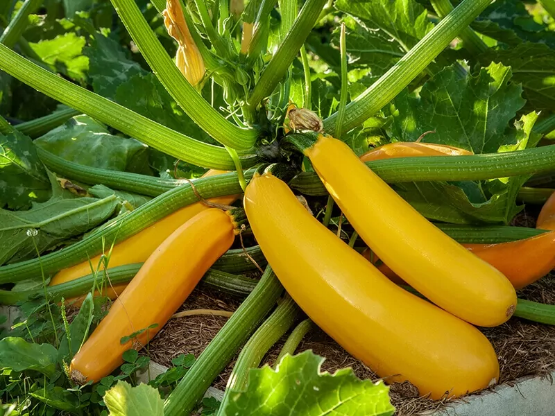 Yellow Zucchini