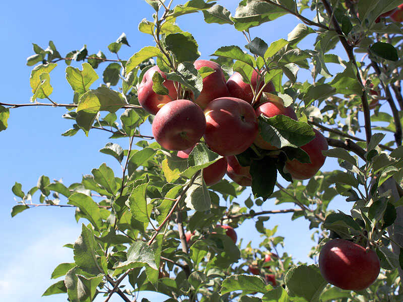 York Imperial Apple