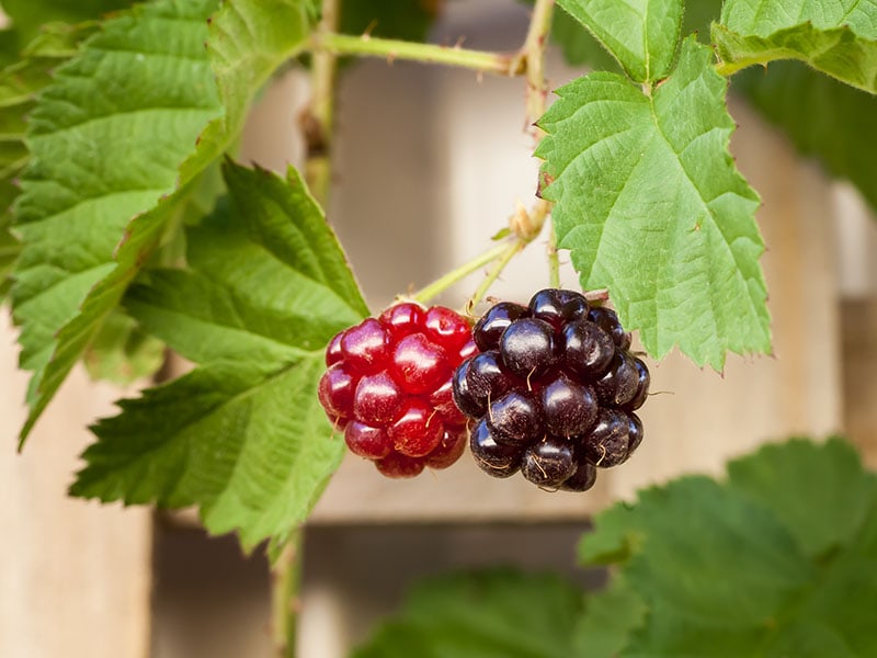Youngberry Fruit