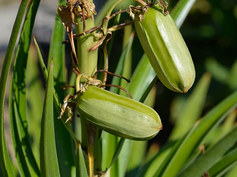 Yucca Fruit