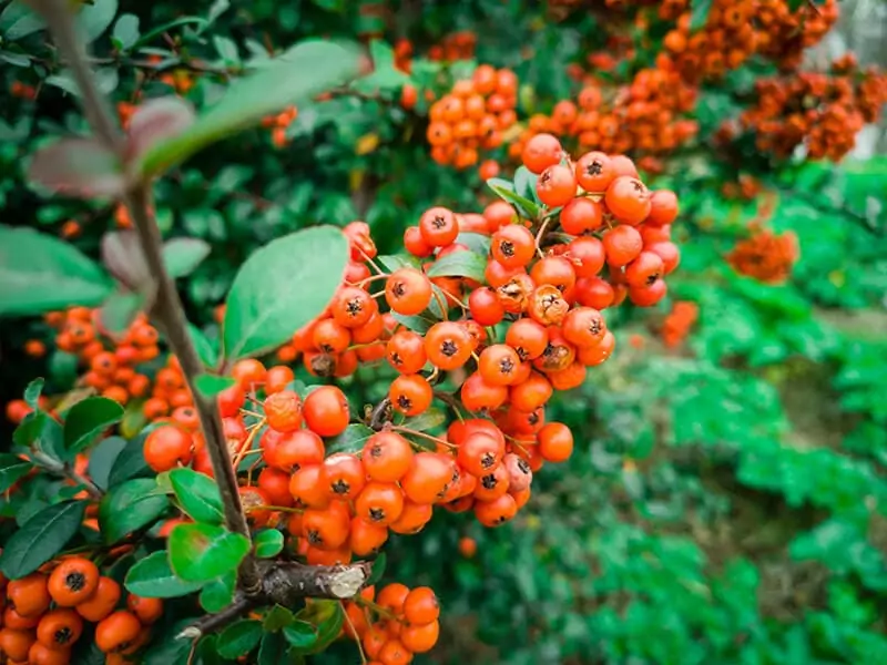 Yunnan Hackberry Fruit