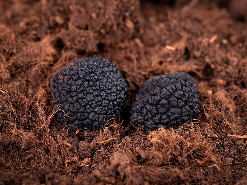 Black Truffle in The Ground