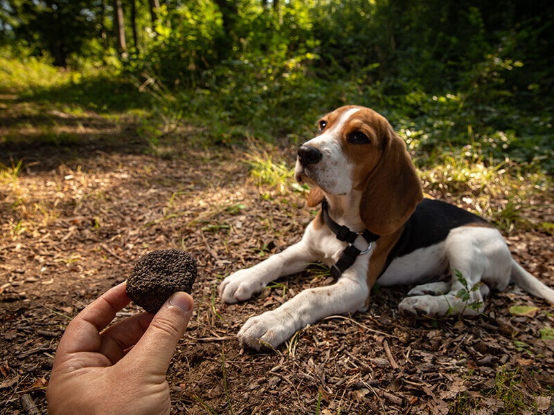 Black Truffles with Dog