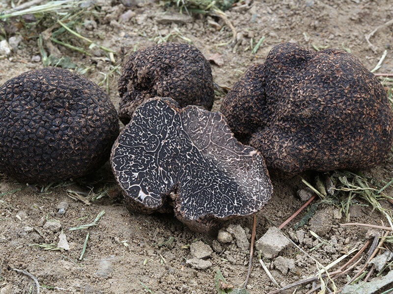 Chinese Black Truffles