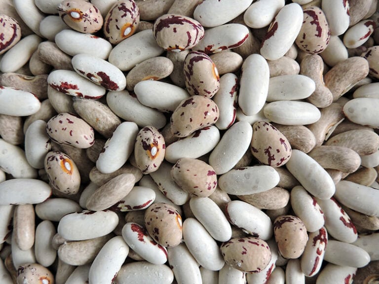 Do Dried Beans Go Bad The Only Answer You’ll Ever Need 2024