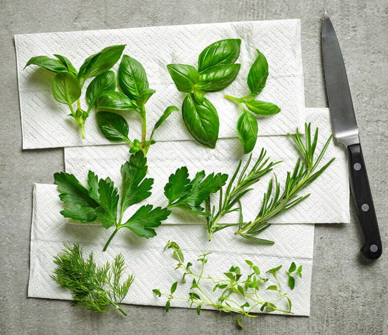 Fresh Herbs On Paper Towel